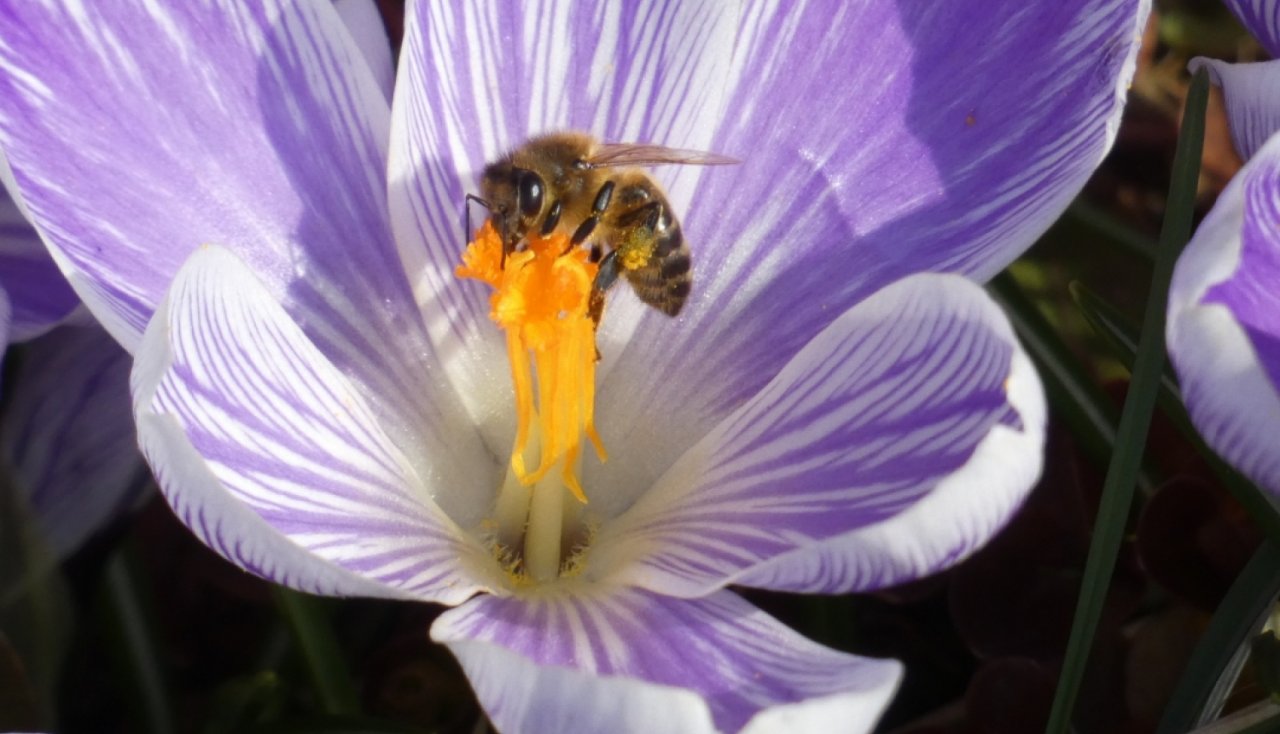 Apstiprināta kārtība valsts un Eiropas Savienības atbalsta saņemšanai biškopībā