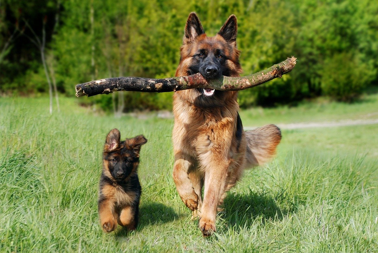 A solemn ceremony will take place to mark the embedding of a time capsule in the foundation stone of the State Border Guard College's K9 Center