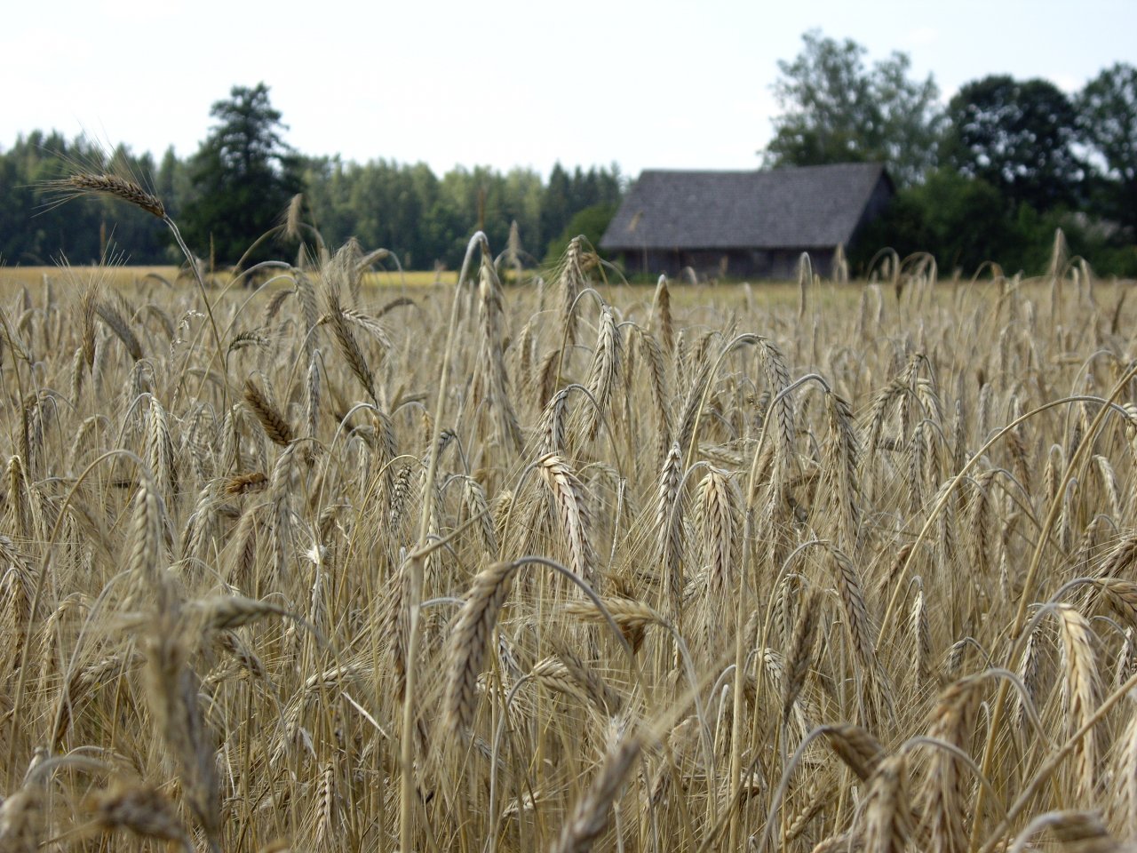 Eiropas Komisija apstiprina Latvijas Kopējās lauksaimniecības politikas Stratēģisko plānu 2023.-2027. gadam