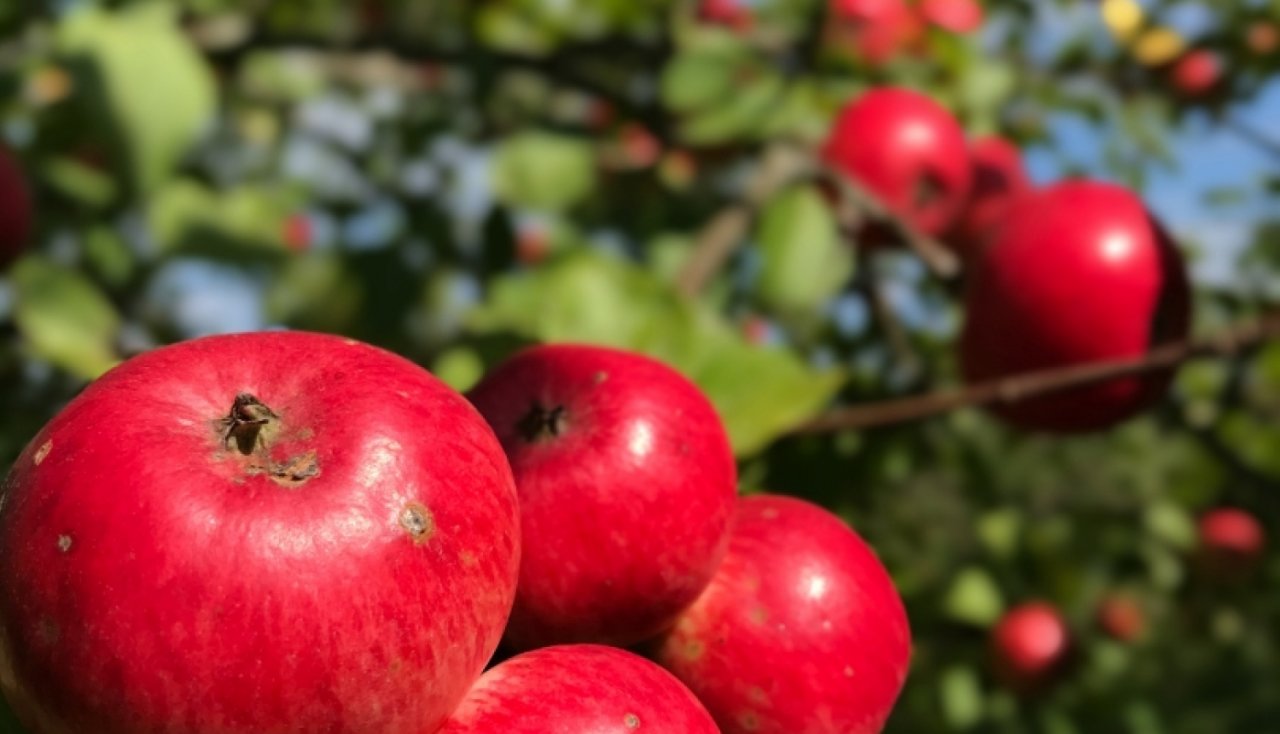 Programmā “Piens un augļi skolai” sākas produktu izdale skolās