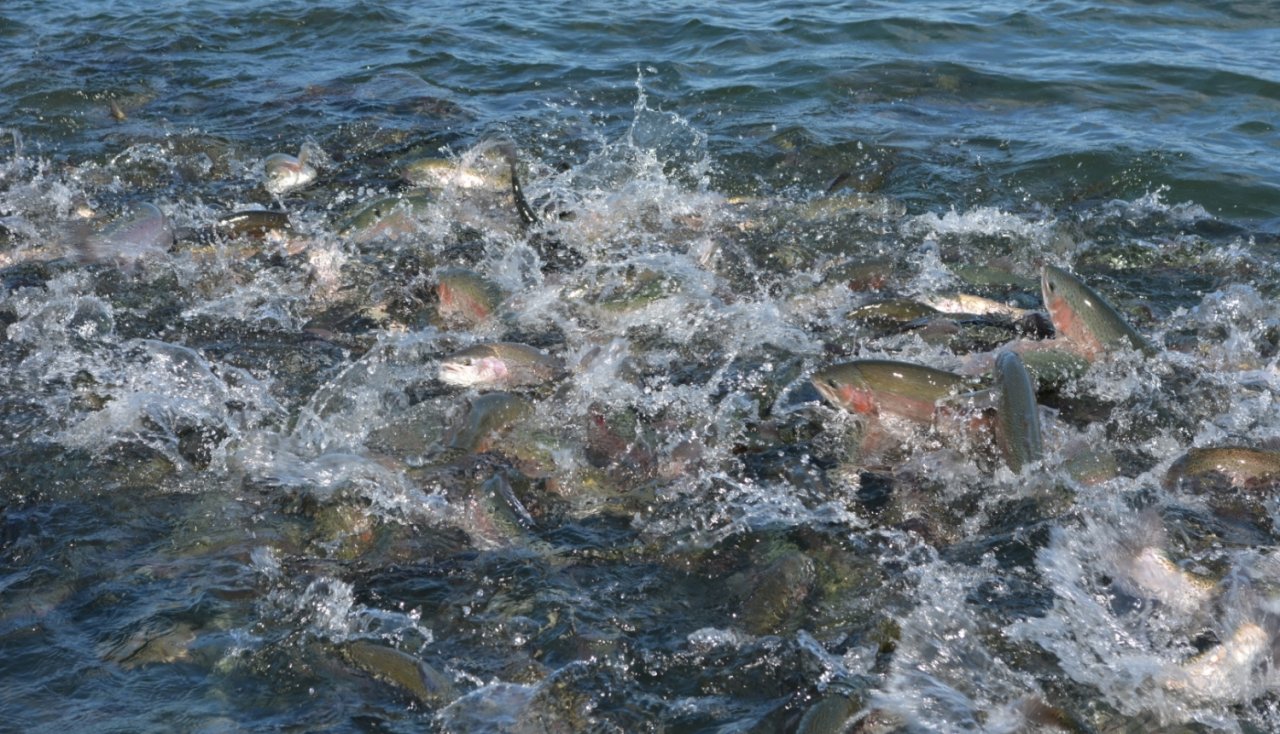 akvakultūras zivis