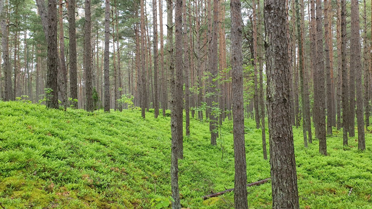 Atbalsts meža kooperatīvajām sabiedrībām ieguldījumiem pamatlīdzekļu iegādē