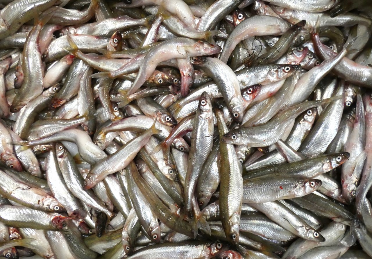 Fishing opportunities for herring in the Baltic Sea and Gulf of Riga will increase in 2025, but for sprat will decrease